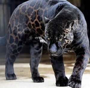 melanistic or panther jaguar
